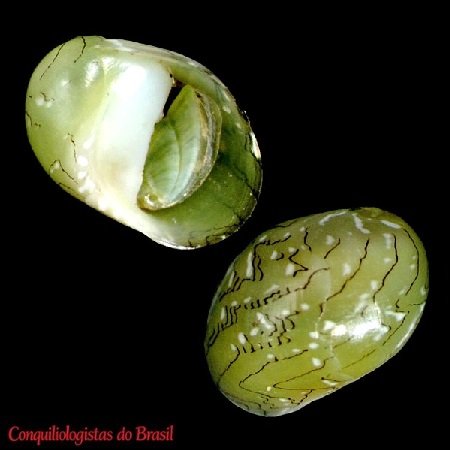 Smaragdia viridis (Linnaeus, 1758)