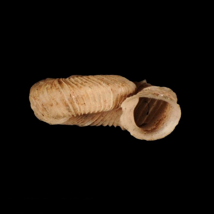 TRICHODISCINIDAE