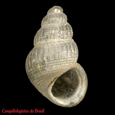 Alvania cancapae Bouchet & Warén, 1993