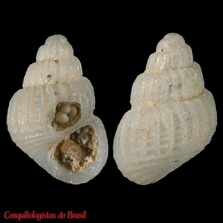 Alvania electa (Monterosato, 1874)