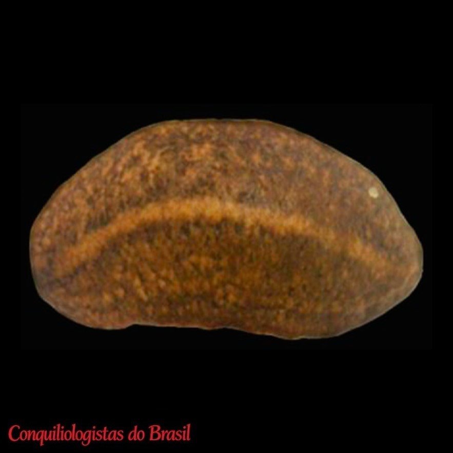 Belocaulus willibaldoi Ohlweiler, Mota & S. R. Gomes, 2009