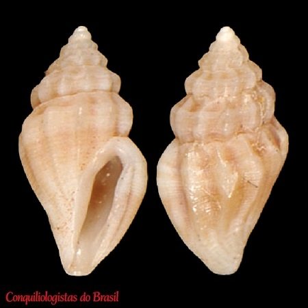 Brachycythara biconica (C. B. Adams, 1850)