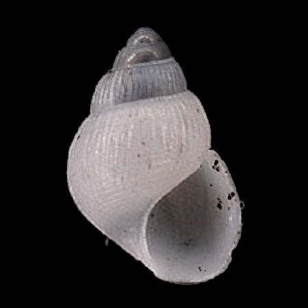 IRAVADIIDAE
