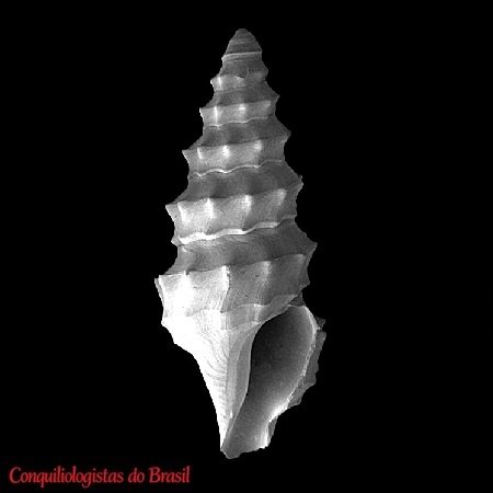 Corinnaeturris angularis Figueira & Absalão, 2010