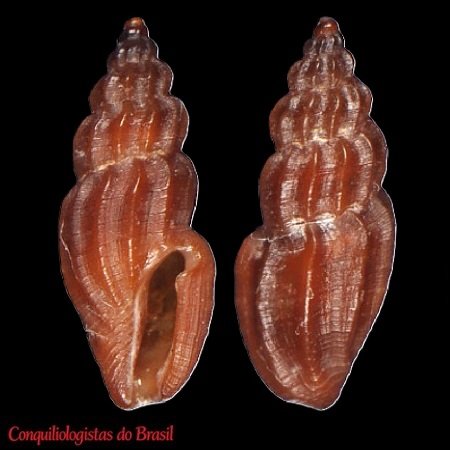 Cryptomangelia castanea Fallon, 2026