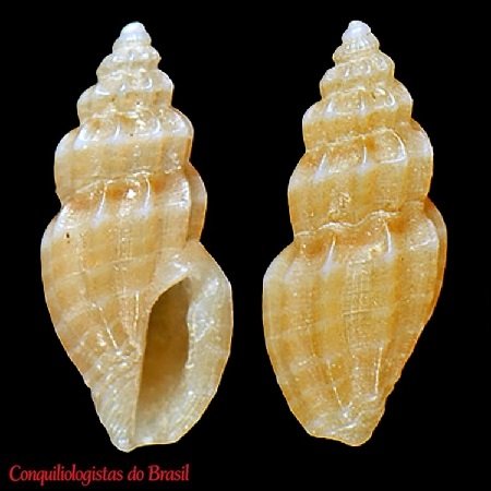 Cryptomangelia mellosa Fallon & Bouchet, 2026