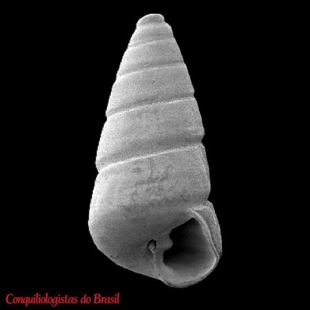 Eulimastoma canaliculatum (C. B. Adams, 1850)