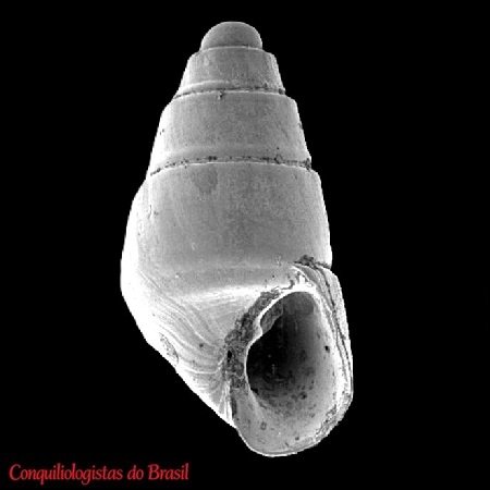 Eulimastoma didymum (A. E. Verrill & K. J. Bush, 1900)