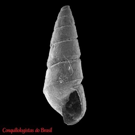Eulimastoma engonium (K. J. Bush, 1885)