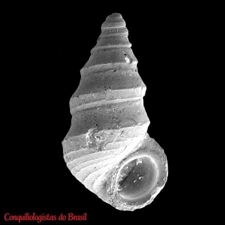 Chrystella multistriata Santos & França, 2008