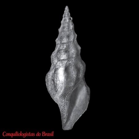 Gymnobela atypha (K. J. Bush, 1893)