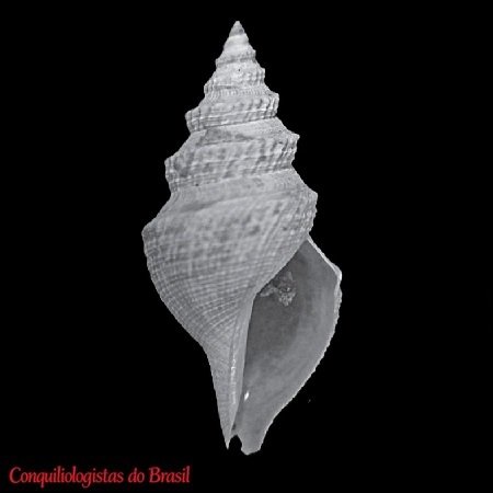 Gymnobela bairdii (A. E. Verrill & S. Smith, 1884)