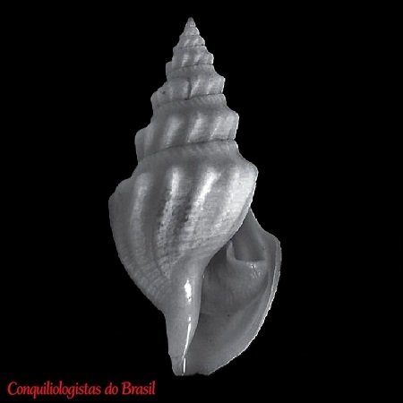 Gymnobela chyta (R. B. Watson, 1881)