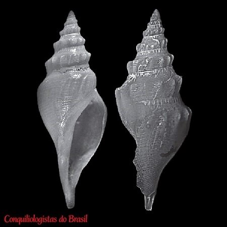 Gymnobela xaioca Figueira & Absalão, 2012