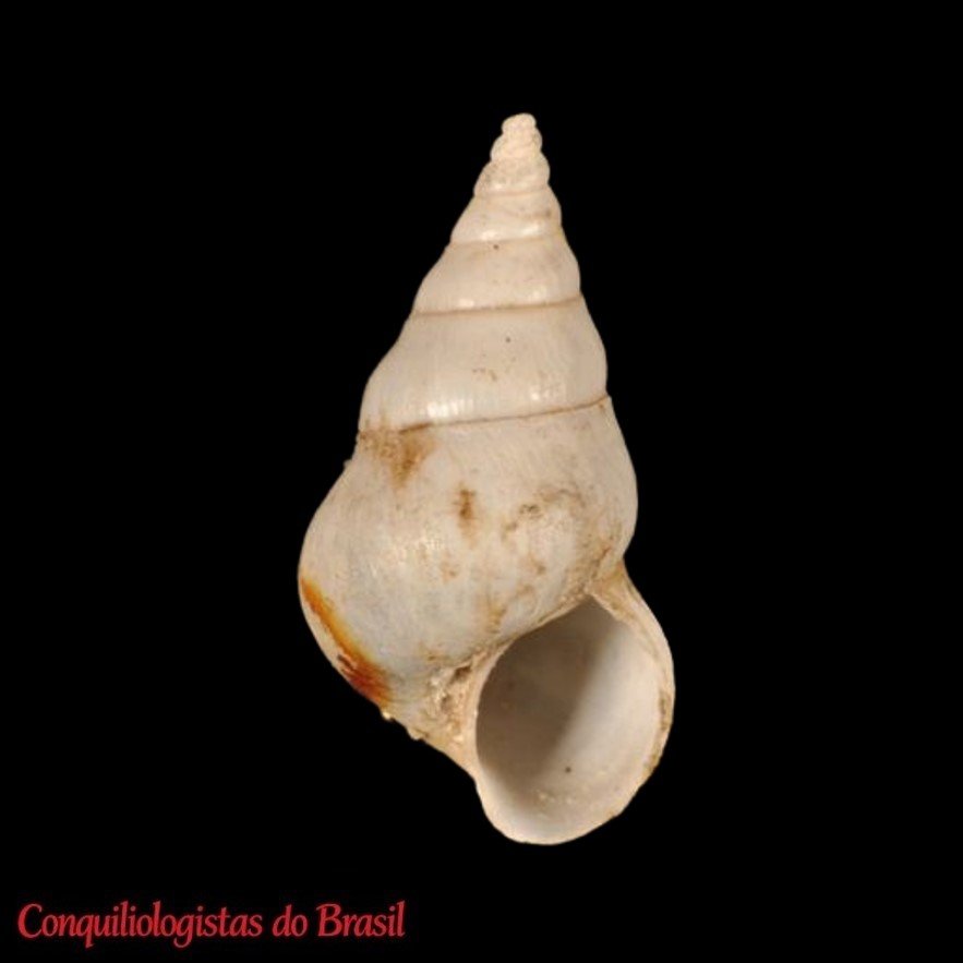 Heleobia berryi (Pilsbry, 1924)