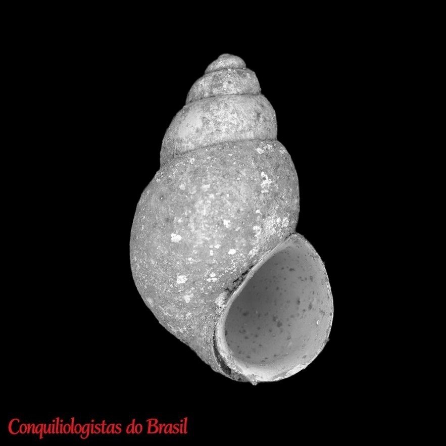 Heleobia transitoria (Biese, 1947)
