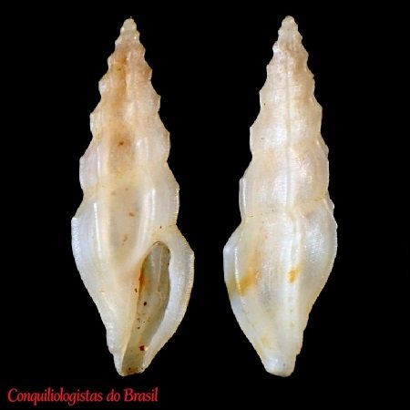 Ithycythara simplicis Fallon, 2026