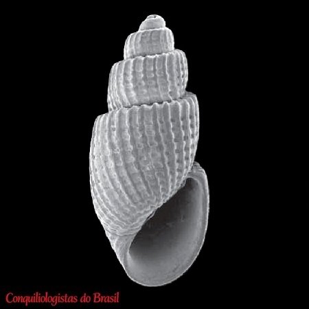 Ivara terryi (Olsson & McGinty, 1958)