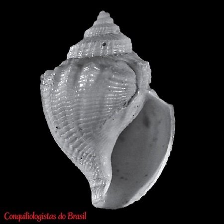 Mioawateria blakeana (Dall, 1881)