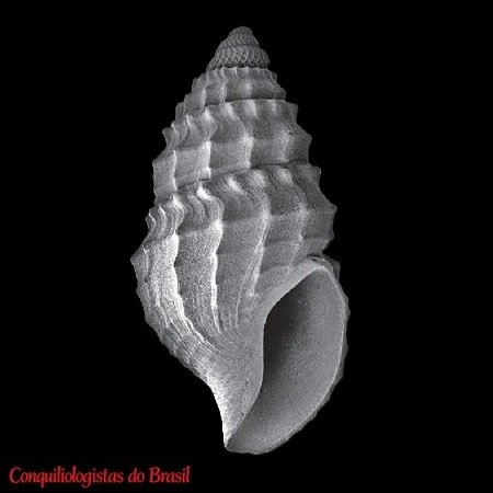Mioawateria malmii (Dall, 1889)