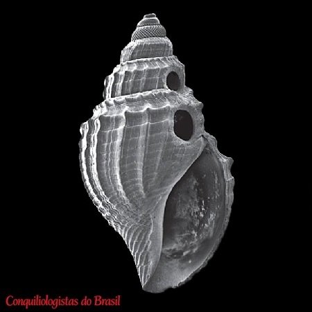 Mioawateria watsoni (Dautzenberg, 1889)