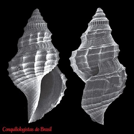 Neopleurotomoides aembe Figueira & Absalão, 2012