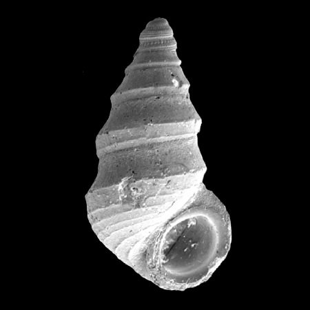 PICKWORTHIIDAE
