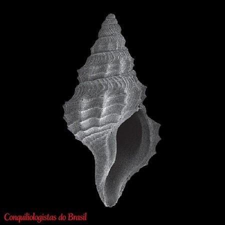 Pleurotomella bureaui (Dautzenberg & H. Fischer, 1897)