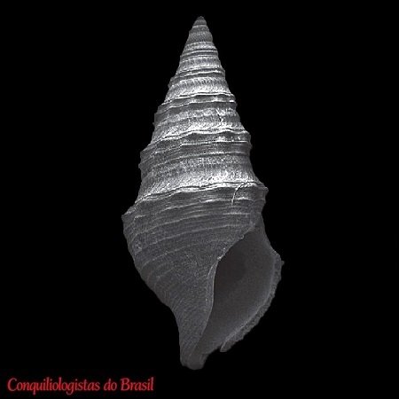Pleurotomella cf. anceyi (Dautzenberg & H. Fischer, 1897)