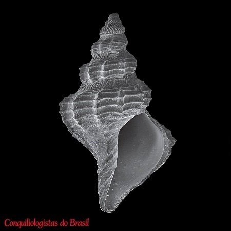 Pleurotomella coelorhaphe (Dautzenberg & H. Fischer, 1896)