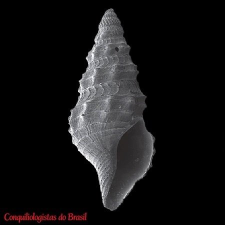 Pleurotomella perpauxilla (R. B. Watson, 1881)
