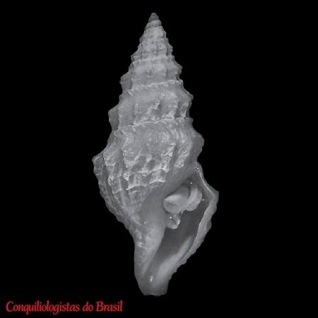 Pleurotomella ybessa Figueira & Absalão, 2012