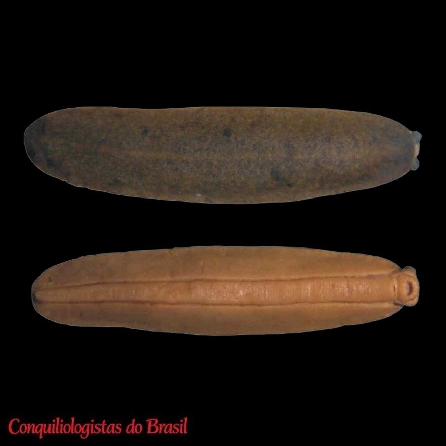 Simrothula paraensis S. R. Gomes, Picanco, Mendes & Thomé, 2006