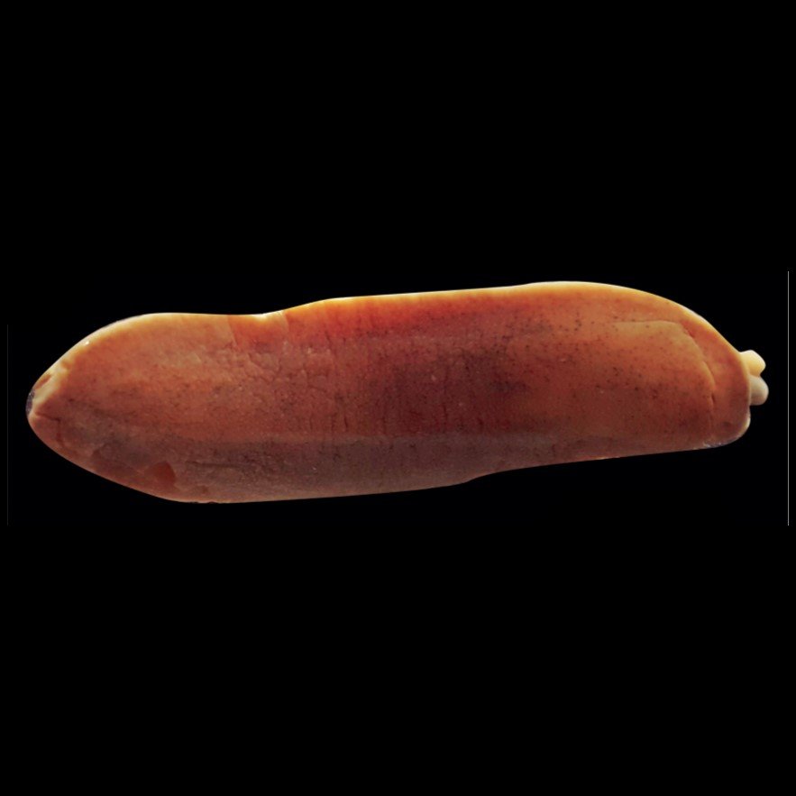 VERONICELLIDAE