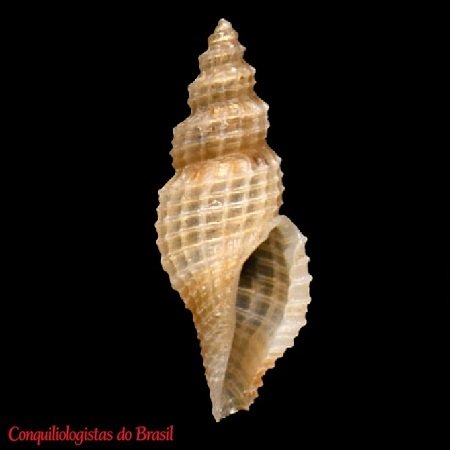 Vitricythara lavalleana (A. d'Orbigny, 1853)