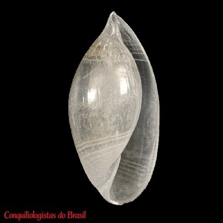 Volvulella minuta (K. J. Bush, 1885)