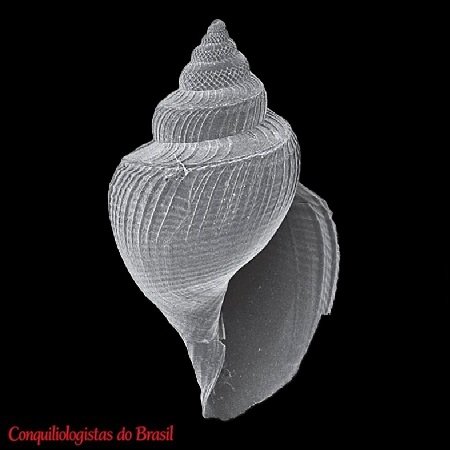 Xanthodaphne araneosa (R. B. Watson, 1881)