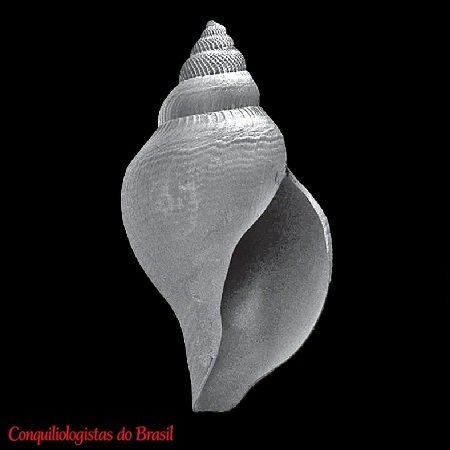Xanthodaphne dalmasi (Dautzenberg & H. Fischer, 1897)