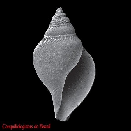 Xanthodaphne pichi