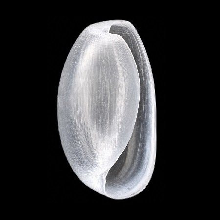 RHIZORIDAE