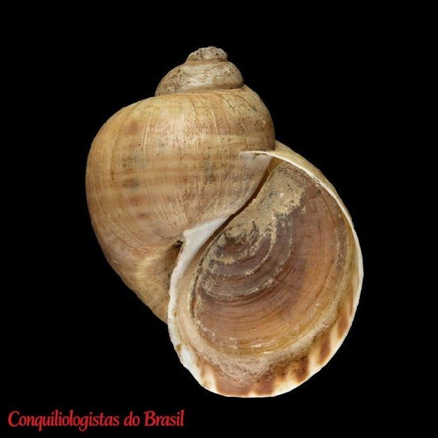 Pomacea levior (G. B. Sowerby III, 1909)