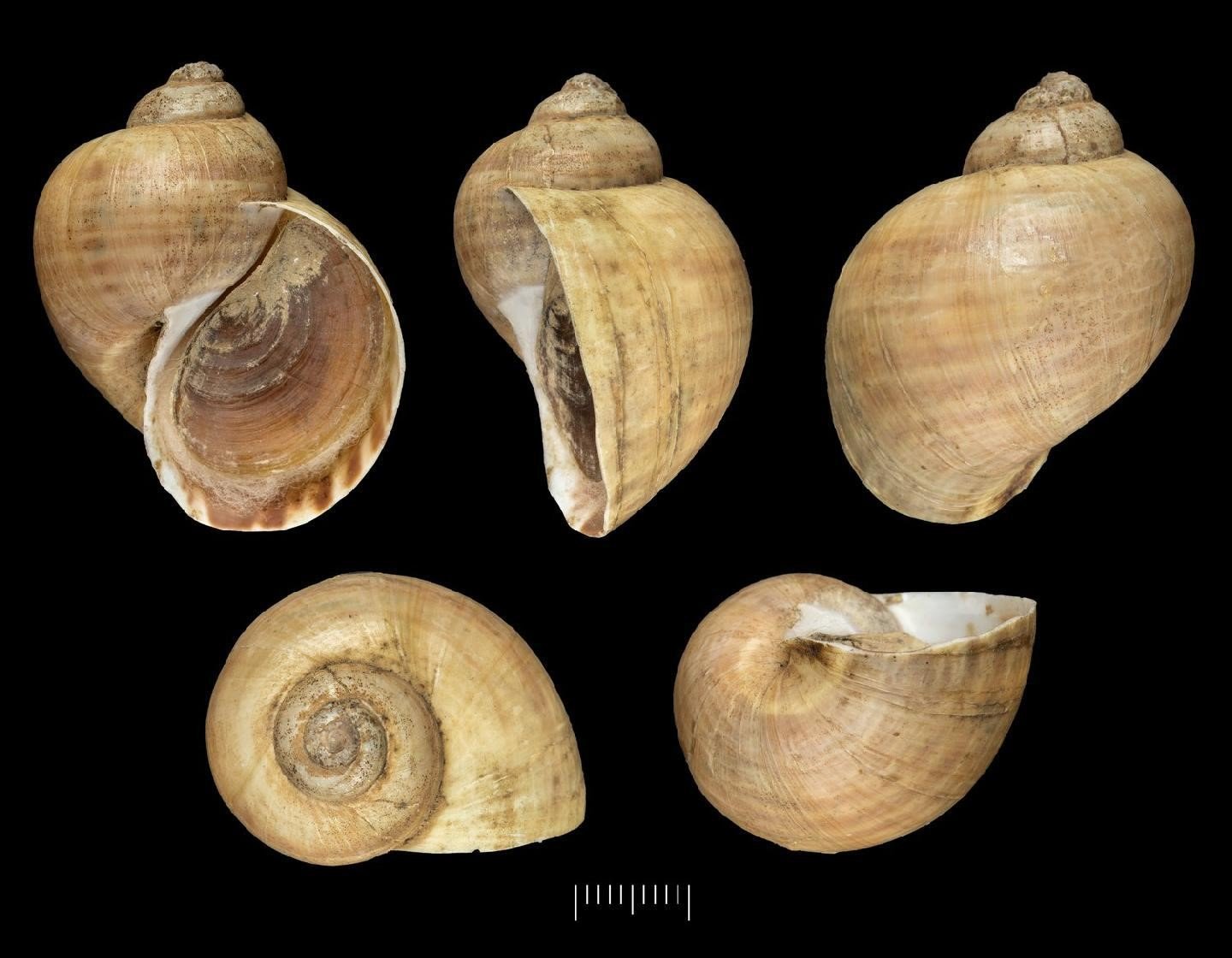 Pomacea levior (G. B. Sowerby III, 1909)