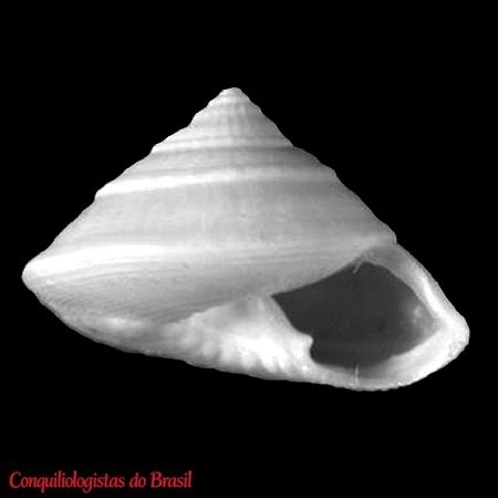 Ancistrobasis zumbii S. Lima, Christoffersen & J. Barros, 2013