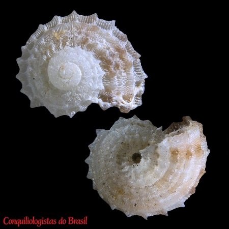 Arene asteria Pedro, Cavallari & Simone, 2026