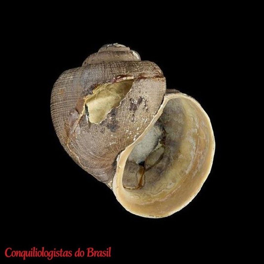 Asolene granulosa (G. B. Sowerby III, 1894)