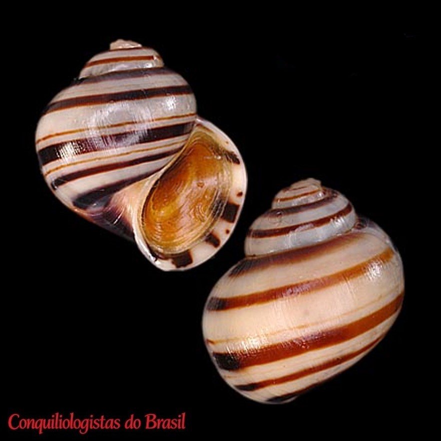 Asolene pulchella (Anton, 1838)