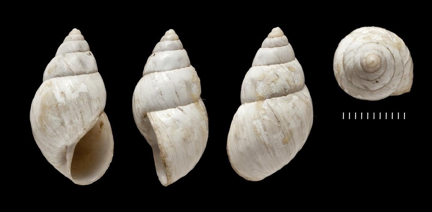 Rabdotus schiedeanus (L. Pfeiffer, 1841) Bulimus schiedeanus L. Pfeiffer, 1841 ou Rabdotus schiedeanus (L. Pfeiffer, 1841)