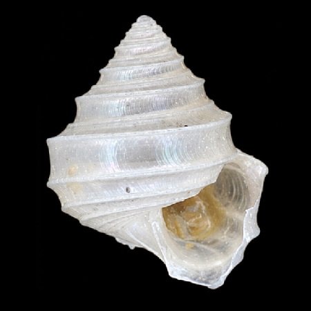 SEGUENZIIDAE