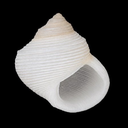 SKENEIDAE