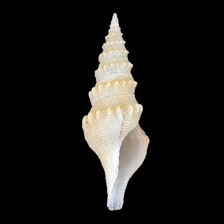 TURRIDAE - ANTIPLANIDAE